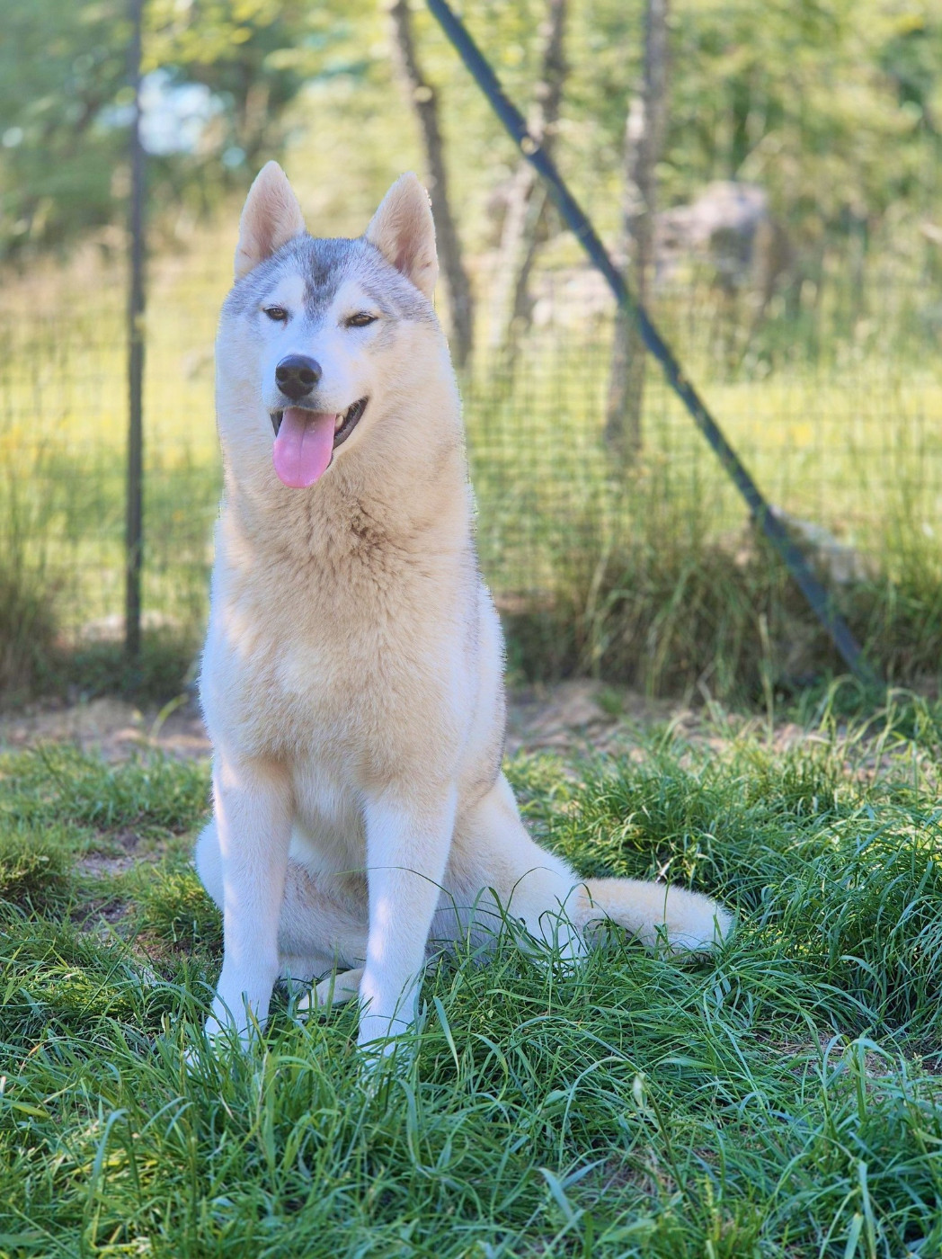 Aïnhoa Of Wolf Legend's Never Die