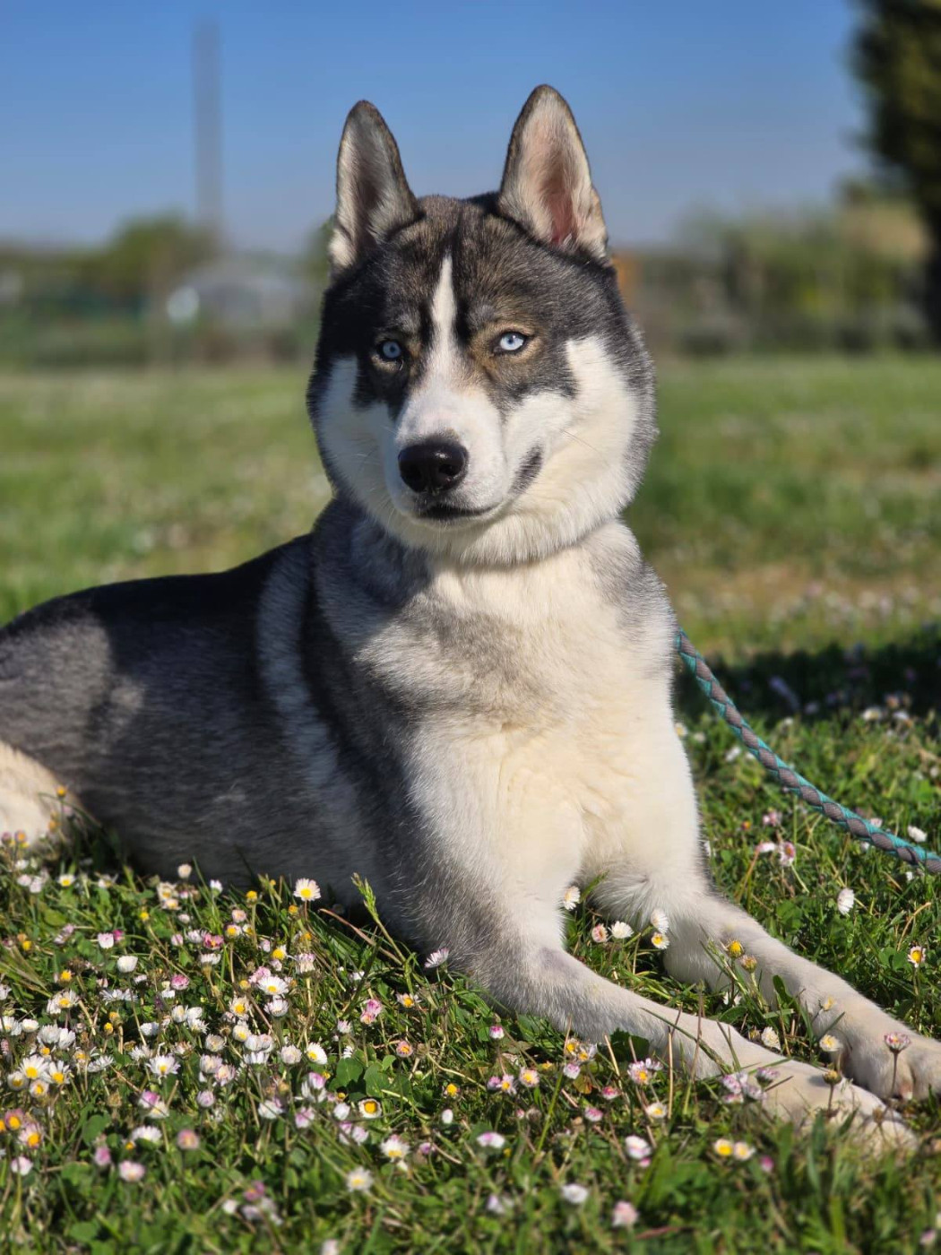 Udyr dit Snow Of Wolf Legend's Never Die