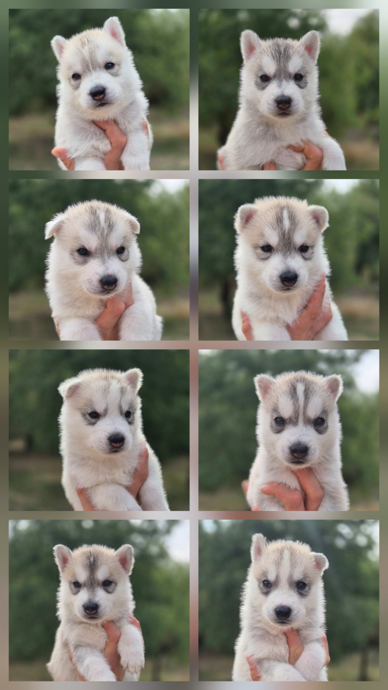 🐾 Les chiots sont nés ! 🐾