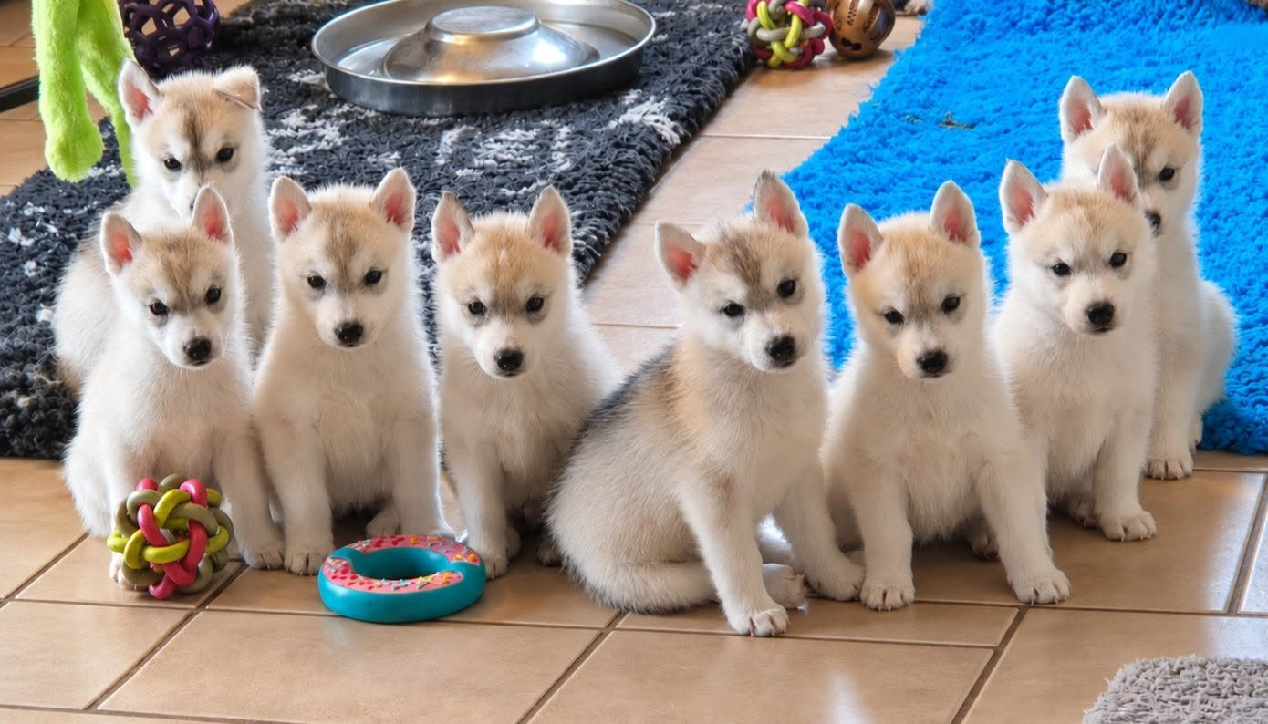 🐾 Les chiots sont nés ! 🐾