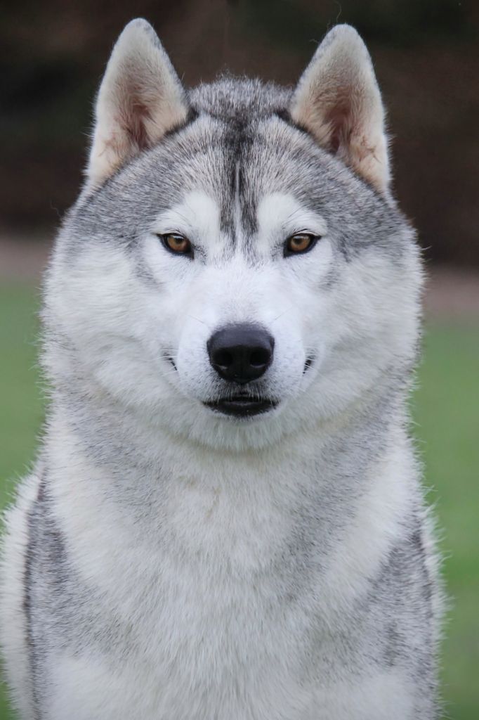 Nationale d'élevage du Husky 2025