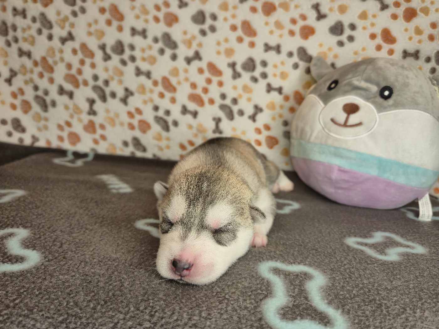 Of Wolf Legend's Never Die - Chiots disponibles - Siberian Husky