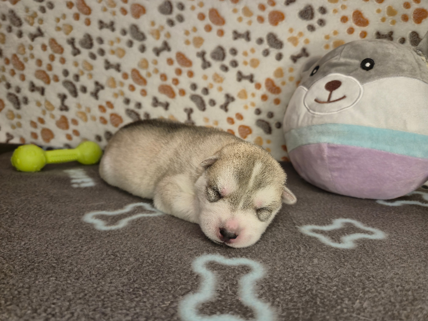 Of Wolf Legend's Never Die - Chiots disponibles - Siberian Husky