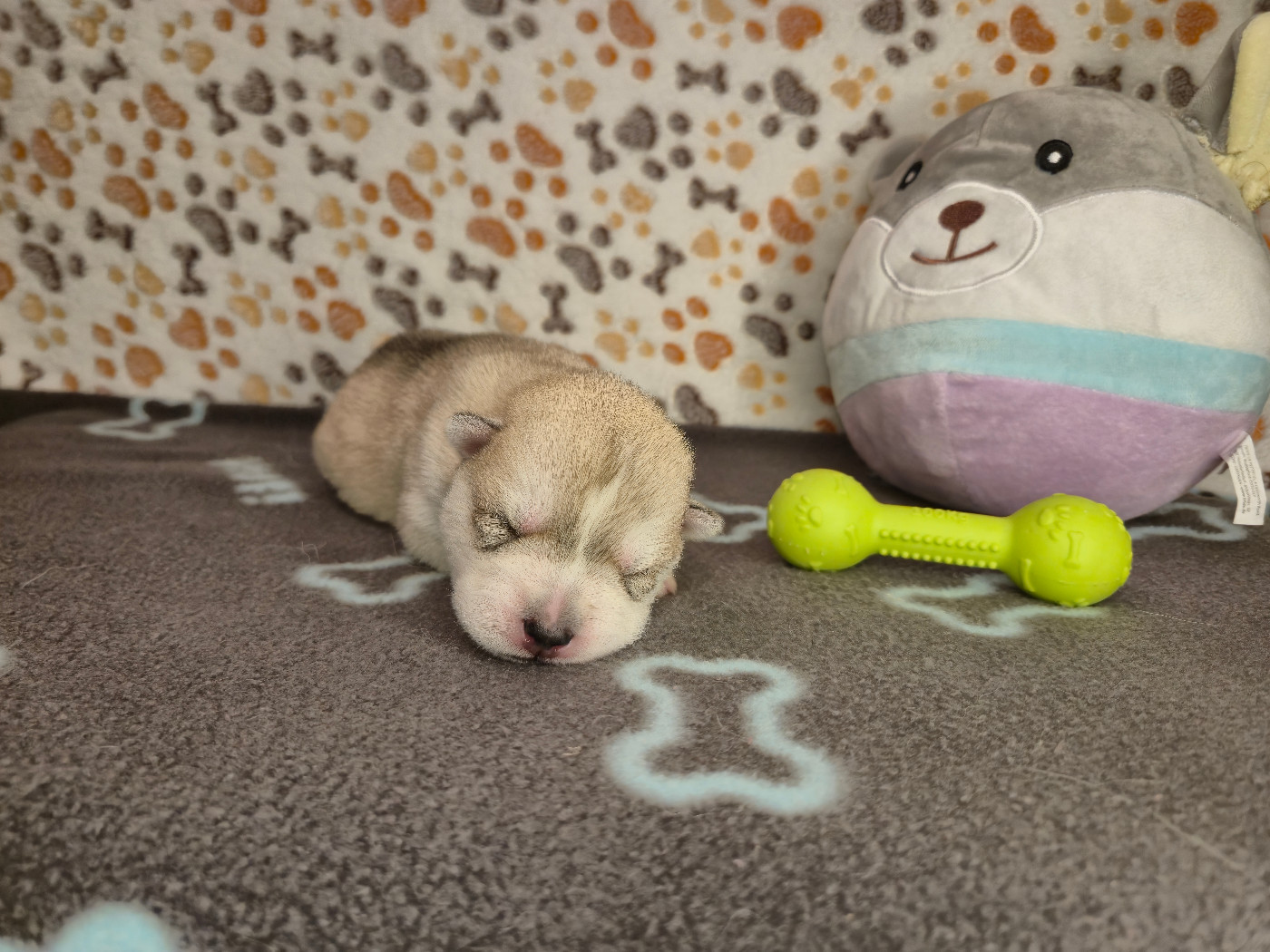 Of Wolf Legend's Never Die - Chiots disponibles - Siberian Husky