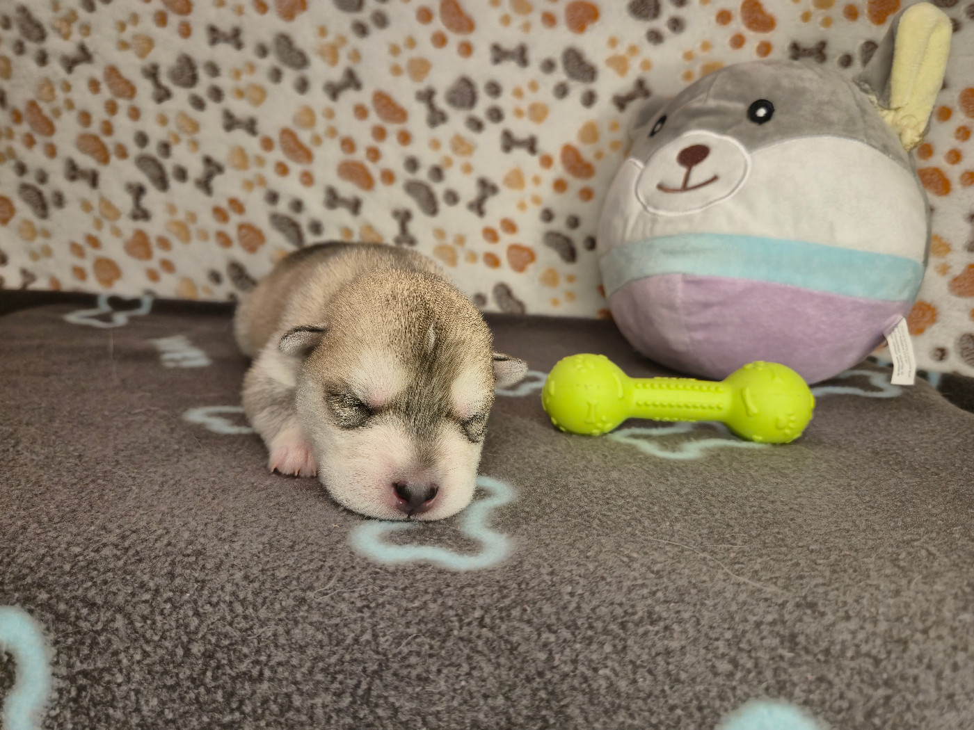Of Wolf Legend's Never Die - Chiots disponibles - Siberian Husky