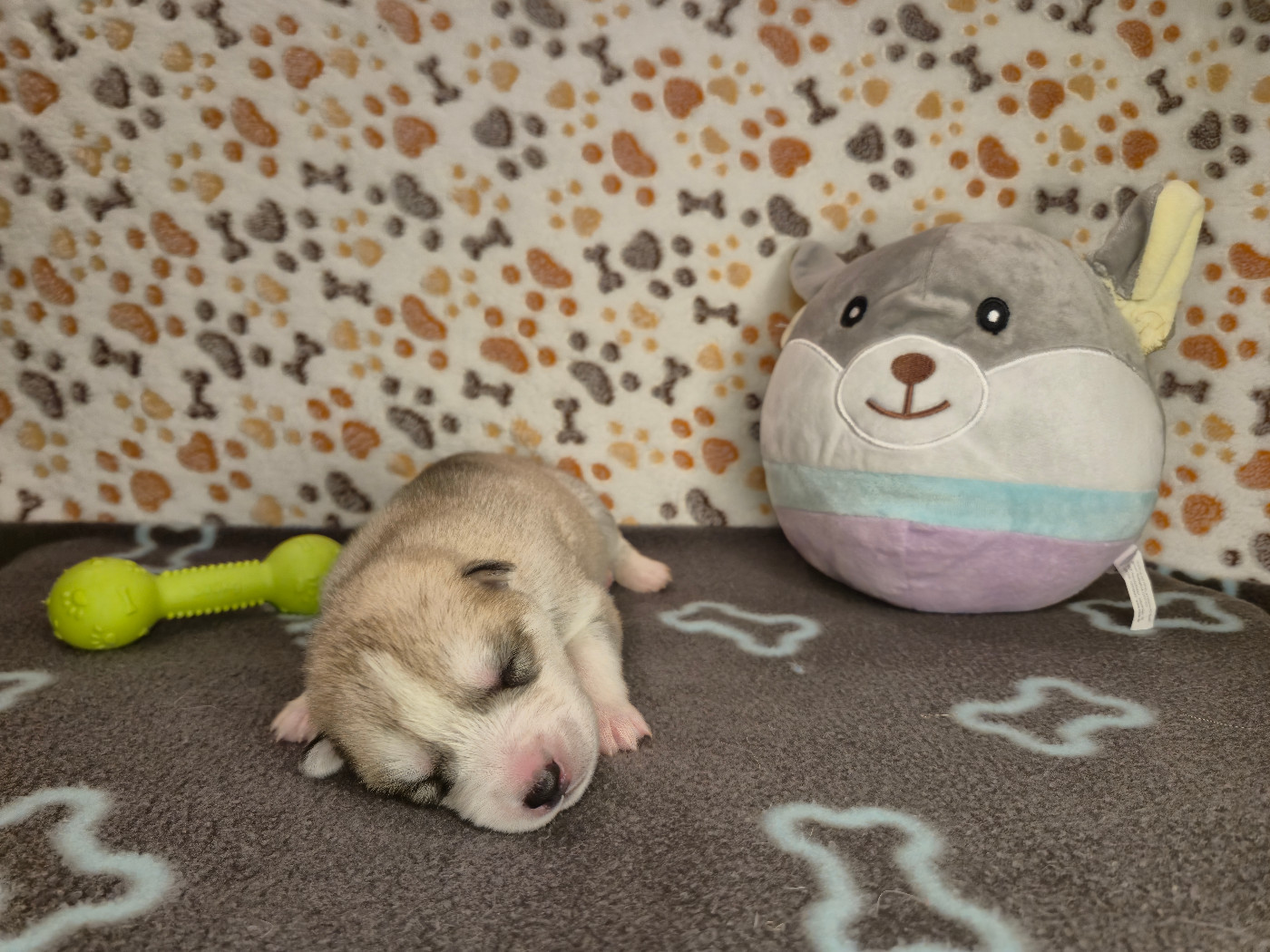 Of Wolf Legend's Never Die - Chiots disponibles - Siberian Husky