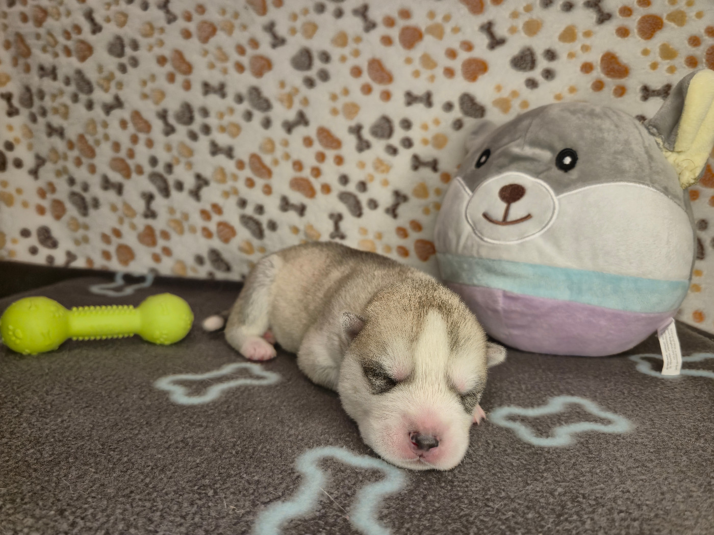 Of Wolf Legend's Never Die - Chiots disponibles - Siberian Husky