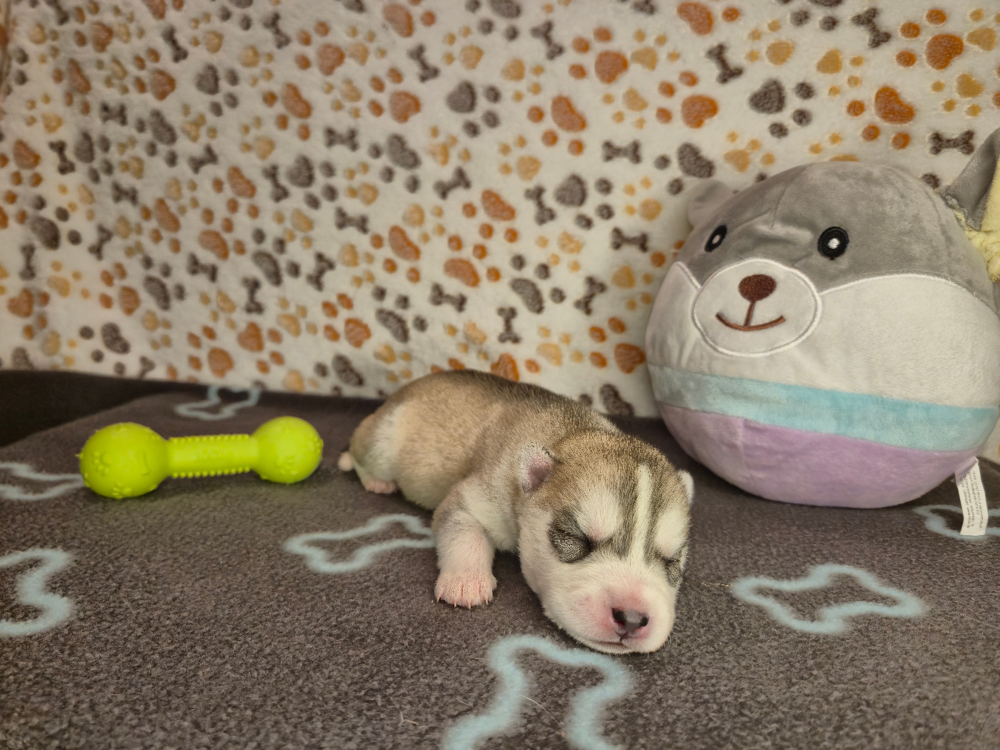Of Wolf Legend's Never Die - Chiots disponibles - Siberian Husky