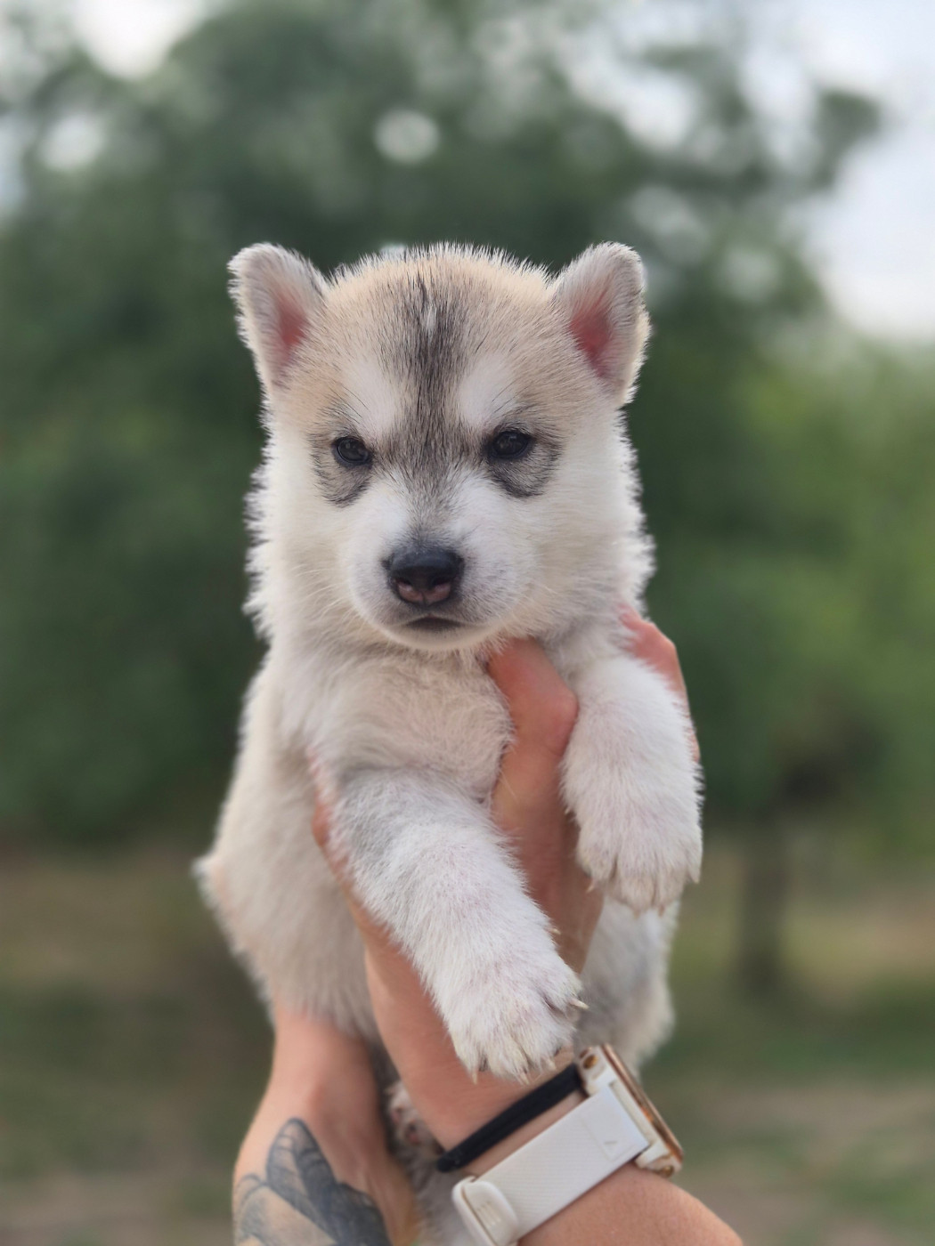 Of Wolf Legend's Never Die - Chiots disponibles - Siberian Husky