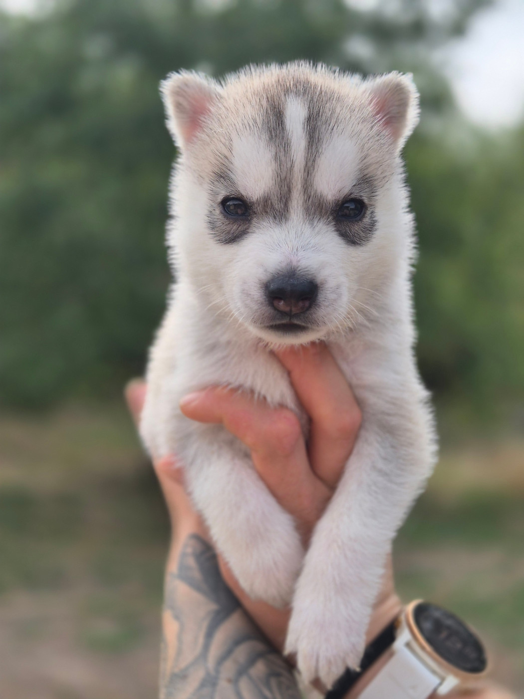 Of Wolf Legend's Never Die - Chiots disponibles - Siberian Husky