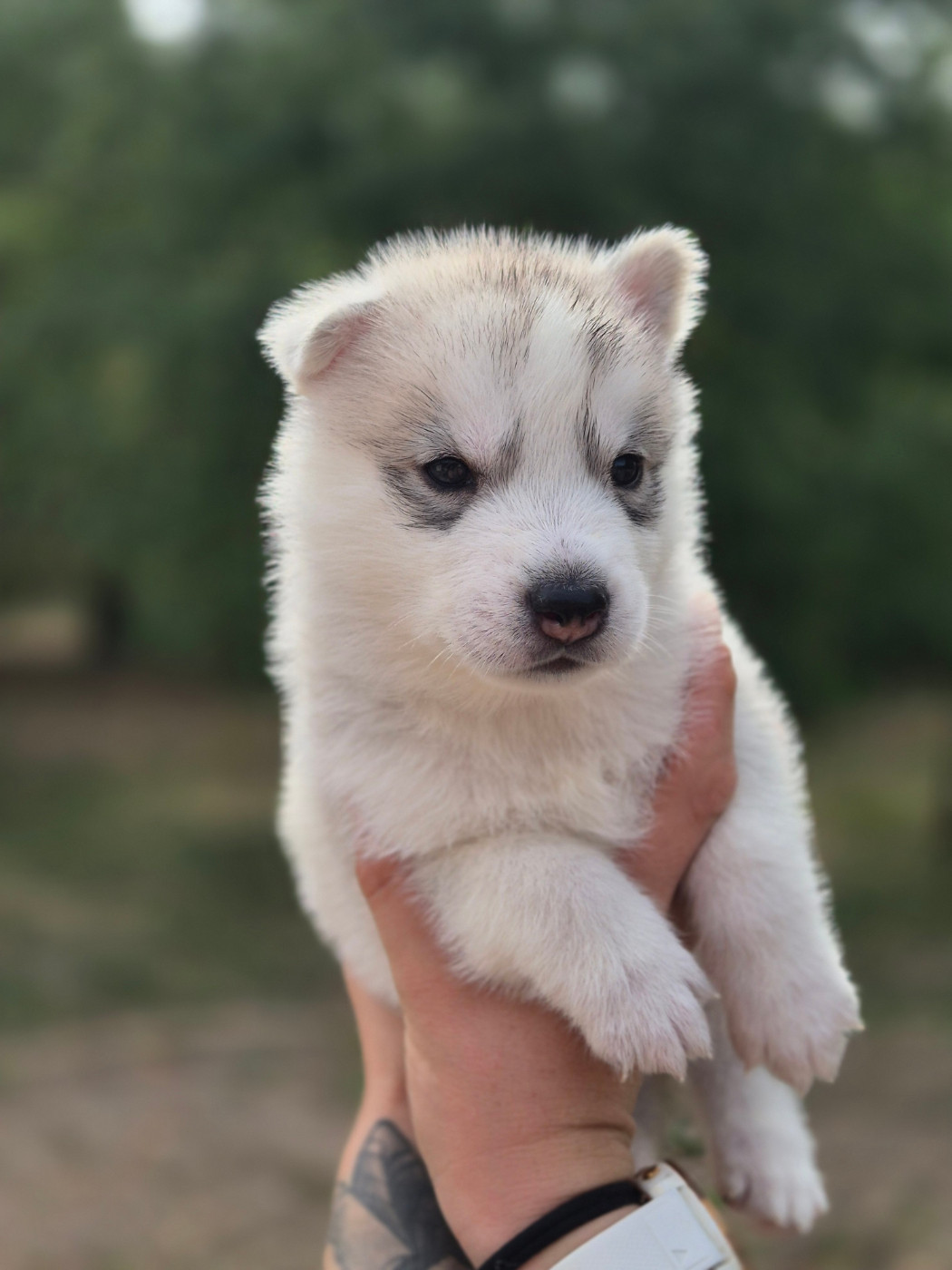 Of Wolf Legend's Never Die - Chiots disponibles - Siberian Husky