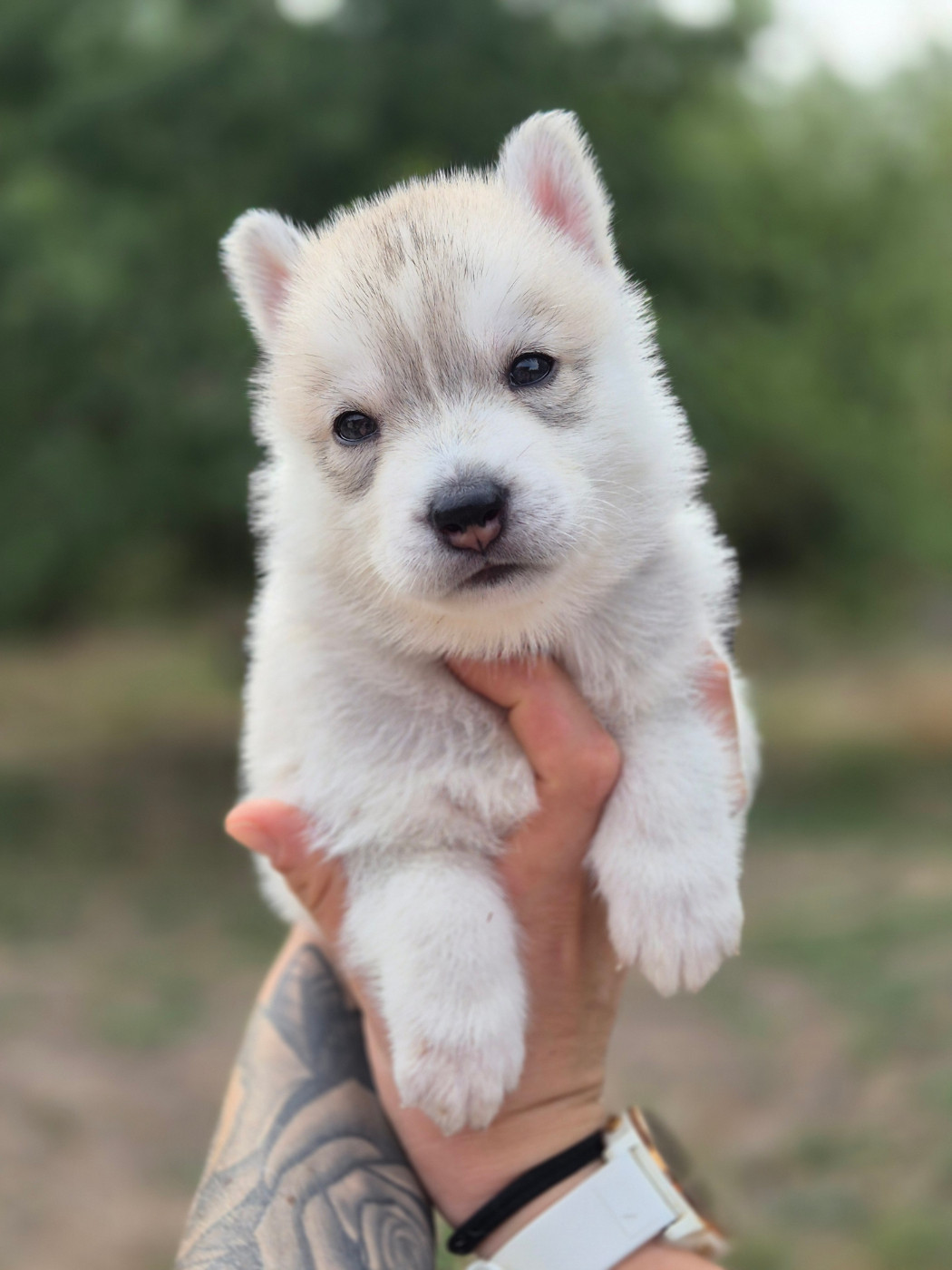 Of Wolf Legend's Never Die - Chiots disponibles - Siberian Husky