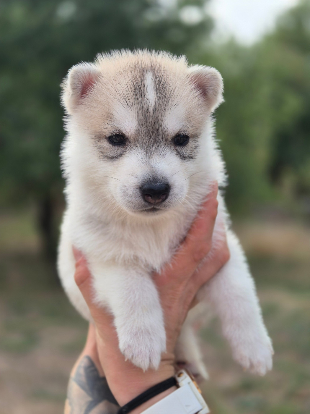 Of Wolf Legend's Never Die - Chiots disponibles - Siberian Husky