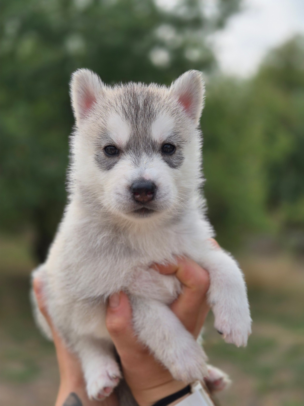 Of Wolf Legend's Never Die - Chiots disponibles - Siberian Husky
