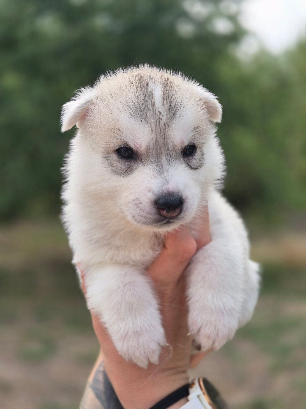 Of Wolf Legend's Never Die - Chiots disponibles - Siberian Husky