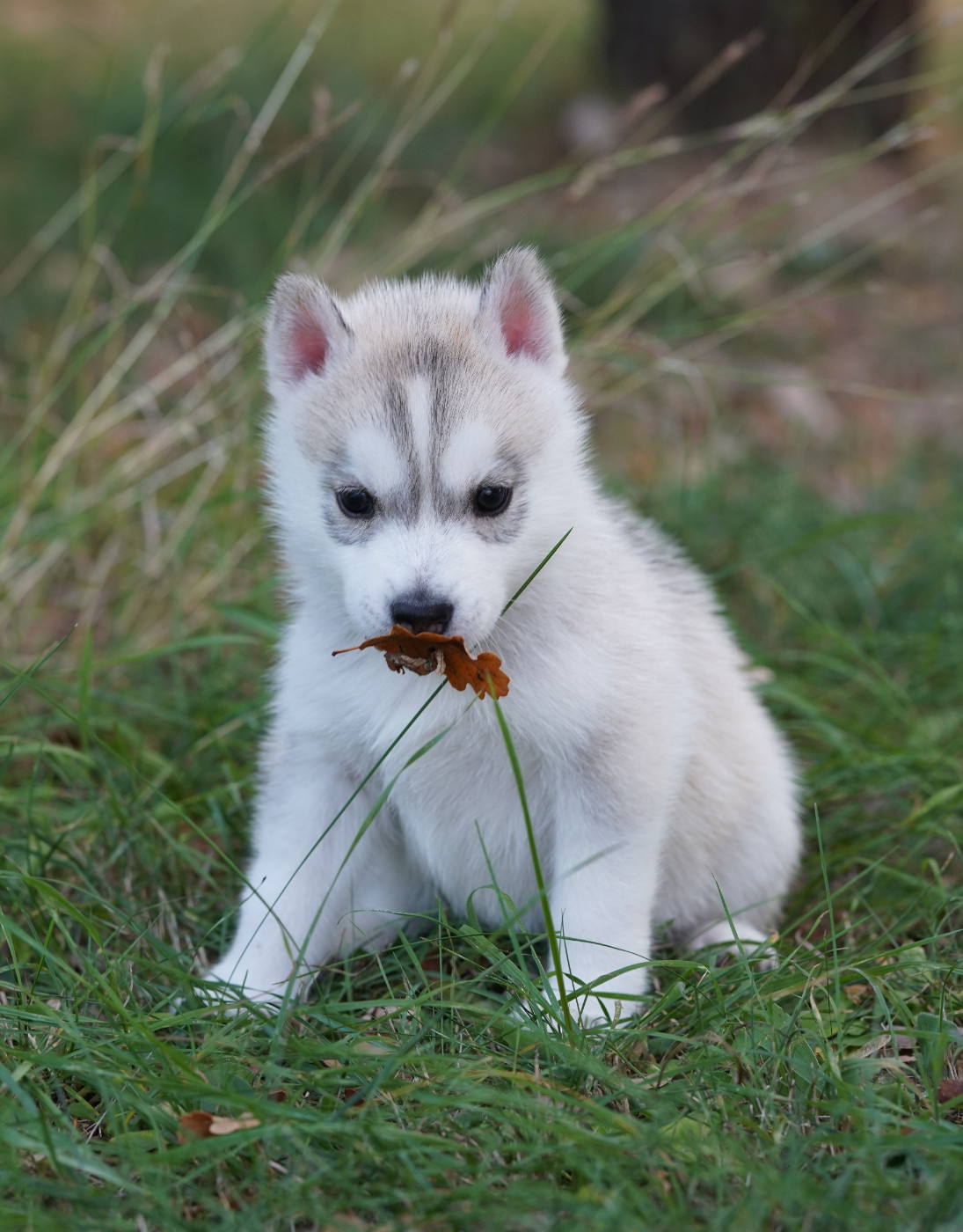 Of Wolf Legend's Never Die - Chiots disponibles - Siberian Husky