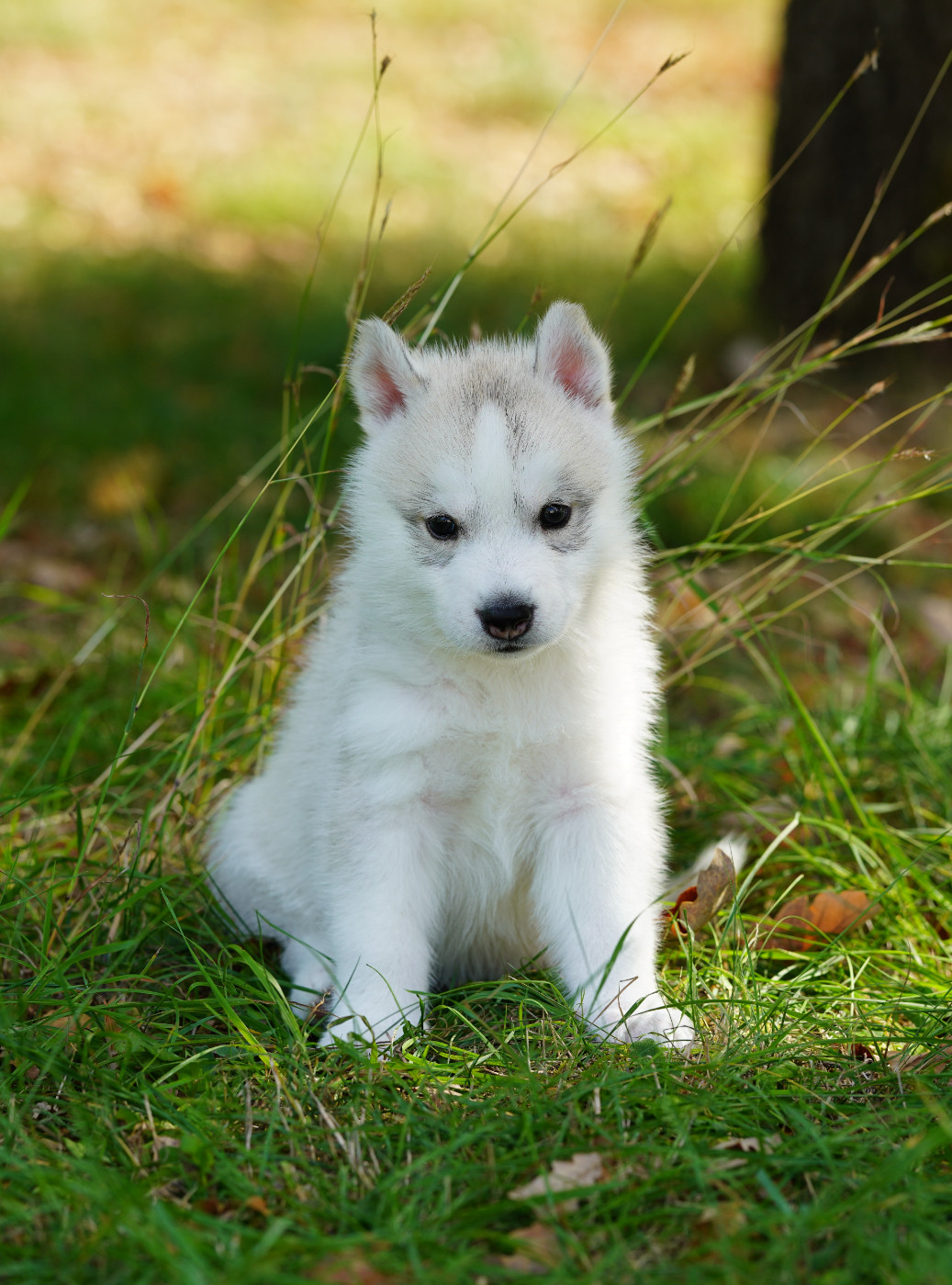 Of Wolf Legend's Never Die - Chiots disponibles - Siberian Husky