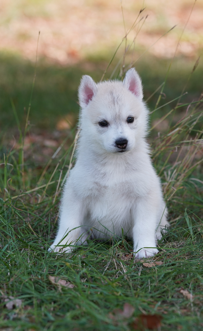 Of Wolf Legend's Never Die - Chiots disponibles - Siberian Husky