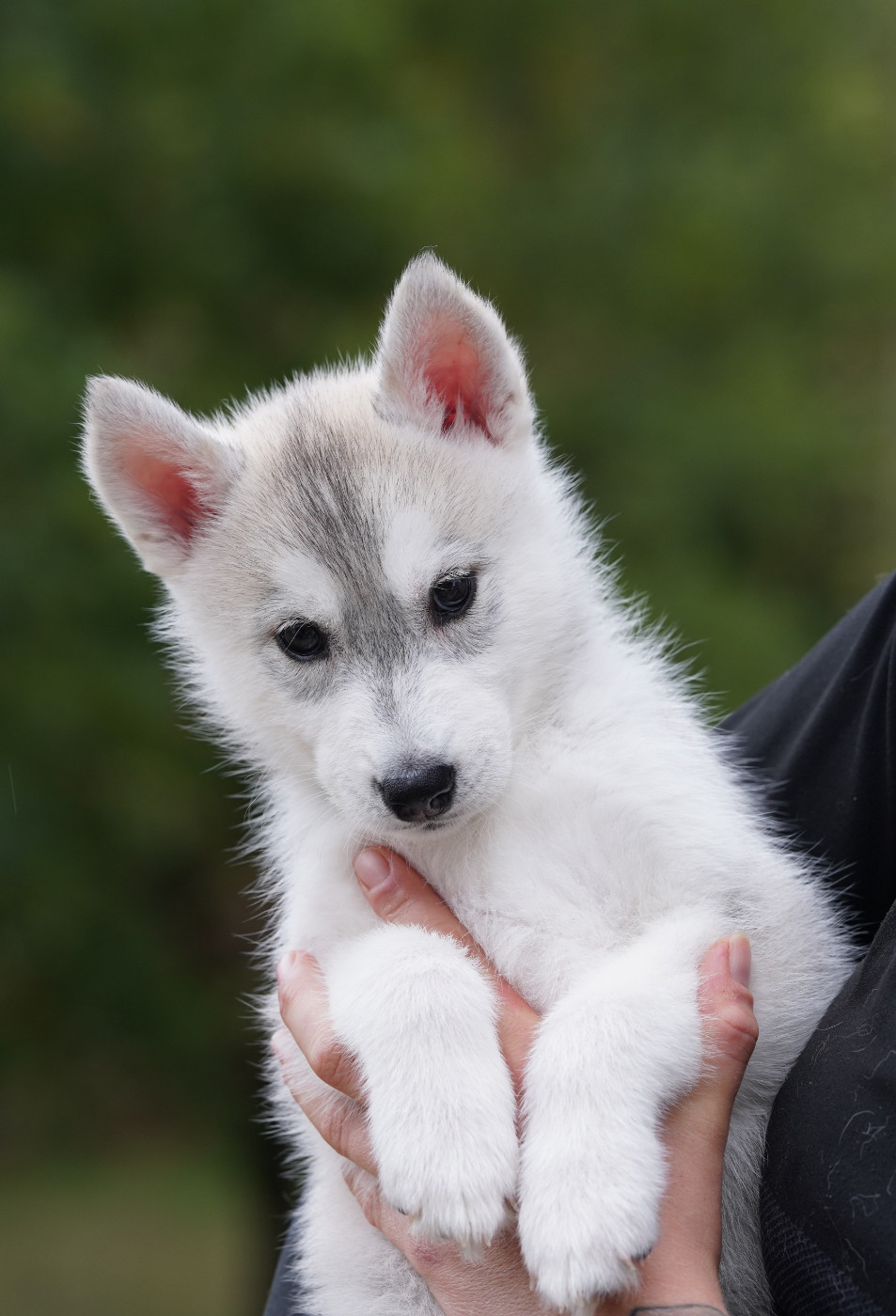 Of Wolf Legend's Never Die - Chiots disponibles - Siberian Husky