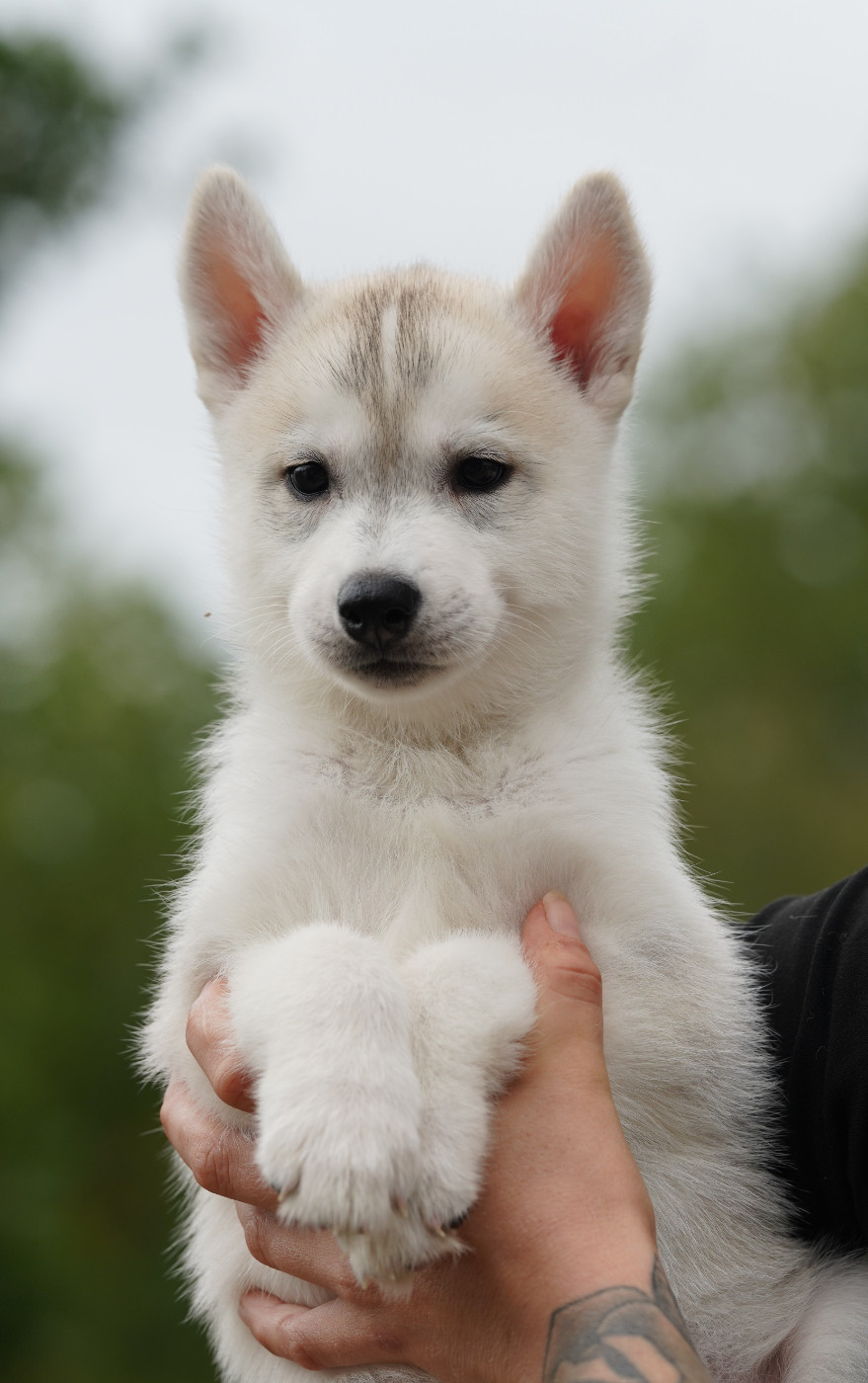 Of Wolf Legend's Never Die - Chiots disponibles - Siberian Husky
