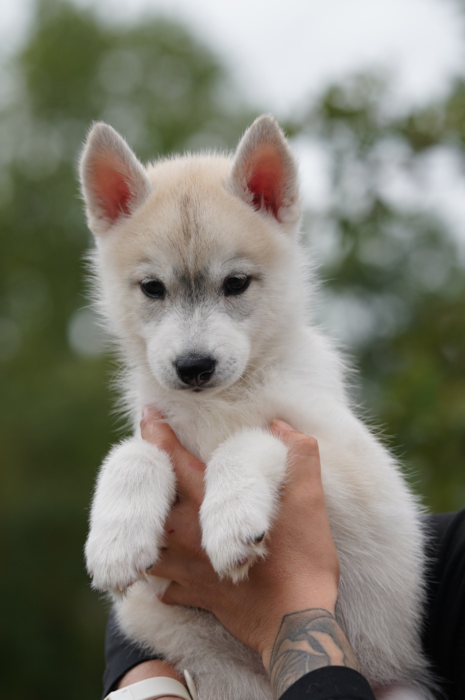 Of Wolf Legend's Never Die - Chiots disponibles - Siberian Husky