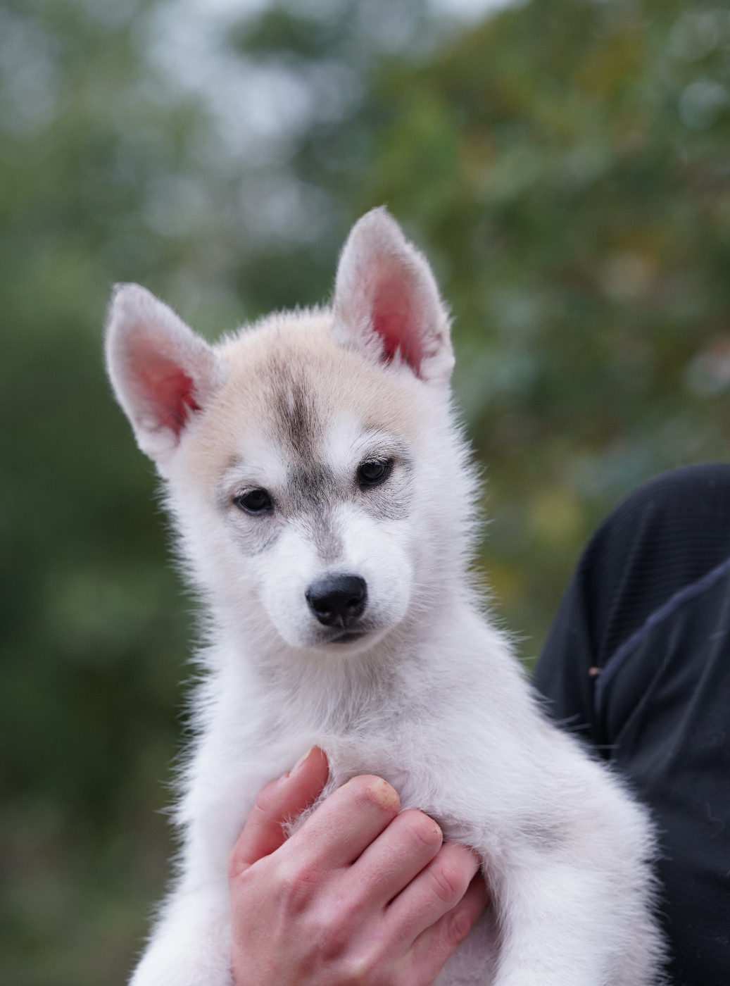 Of Wolf Legend's Never Die - Chiots disponibles - Siberian Husky