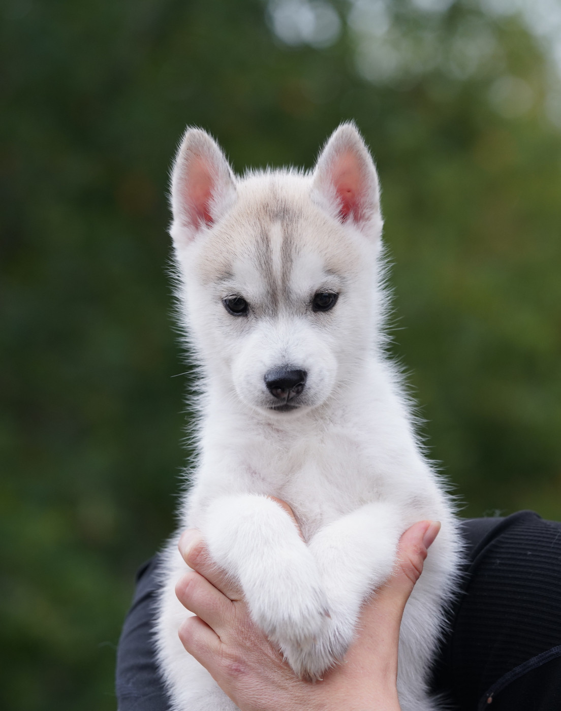 Of Wolf Legend's Never Die - Chiots disponibles - Siberian Husky