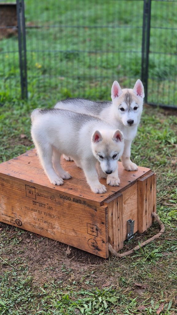 Chiot Siberian Husky Of Wolf Legend's Never Die