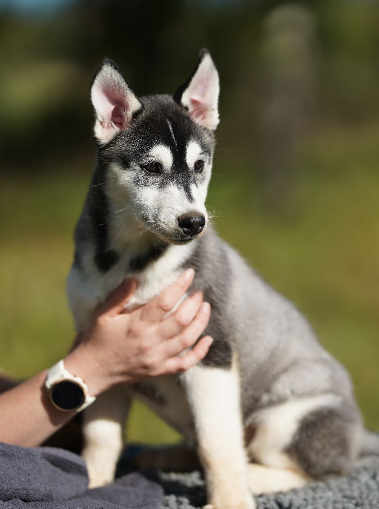 Of Wolf Legend's Never Die - Chiots disponibles - Siberian Husky