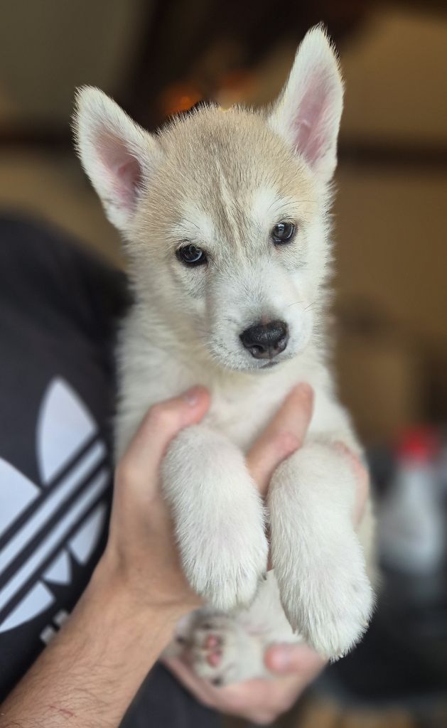 Of Wolf Legend's Never Die - Chiots disponibles - Siberian Husky