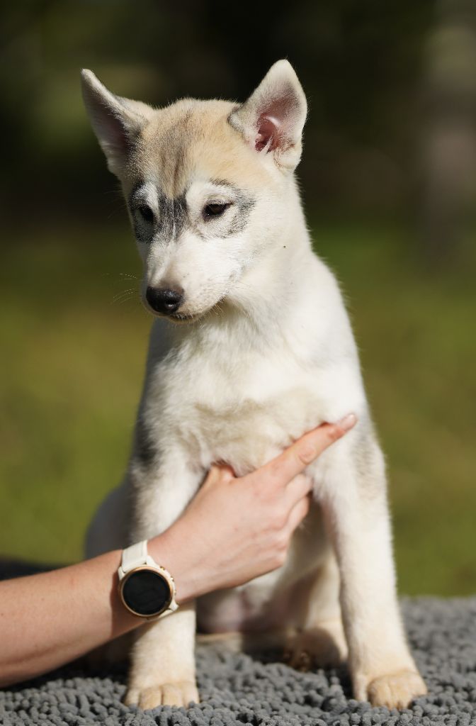 Of Wolf Legend's Never Die - Chiots disponibles - Siberian Husky