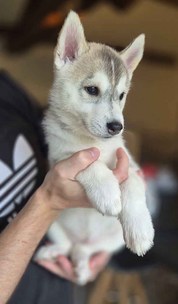 Of Wolf Legend's Never Die - Chiots disponibles - Siberian Husky