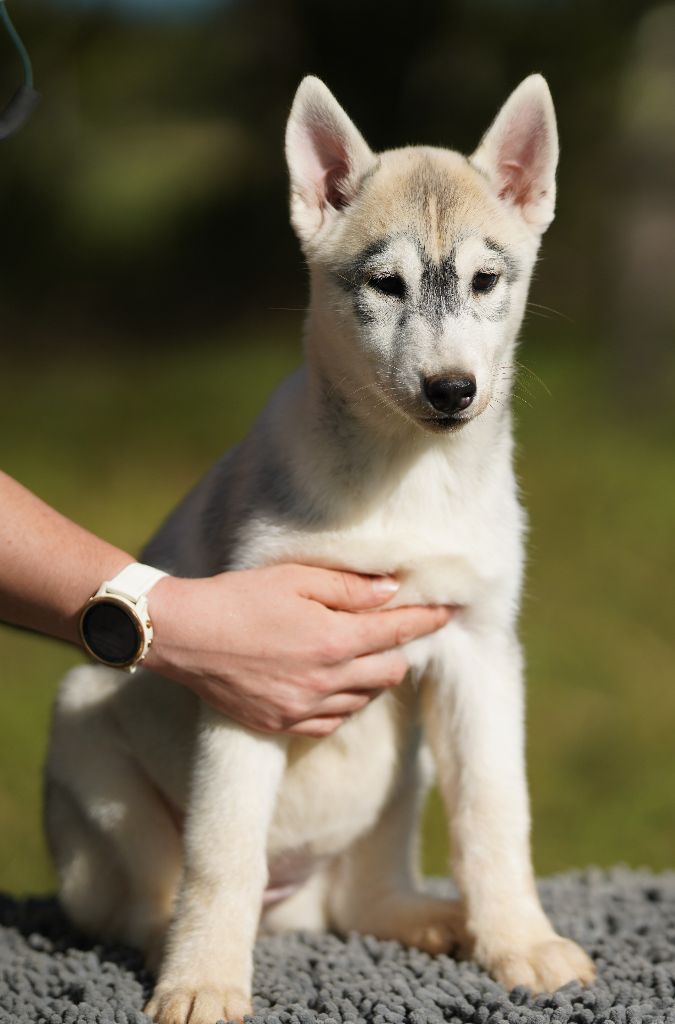 Of Wolf Legend's Never Die - Chiots disponibles - Siberian Husky