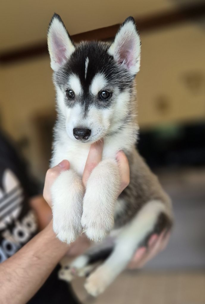 Of Wolf Legend's Never Die - Chiots disponibles - Siberian Husky
