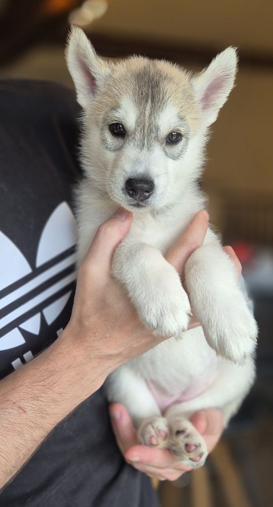 Of Wolf Legend's Never Die - Chiots disponibles - Siberian Husky